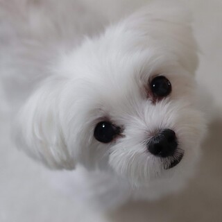 マルチーズ メグちゃん 里親様募集☆