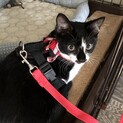 10年後以降戻し応相談　健康な子猫ネネちゃん