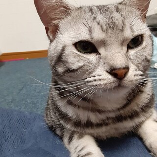 応募多数のため一旦終了   ラッキーくん