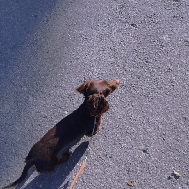 ぽとふぽてとのカバー写真