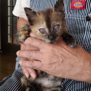 トライアル中です。