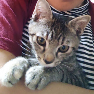 「みおちゃん」タライに入れられて遺棄された９匹