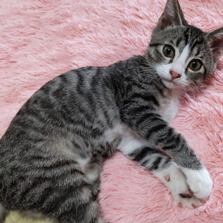 「げんちゃん」タライに入れられて遺棄された９匹