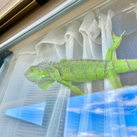 流転さん