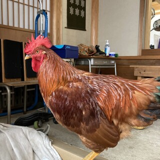 羽並みツヤツヤボリスブラウンの兄弟、一羽でもOK