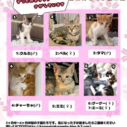 保護猫の譲渡会in守山