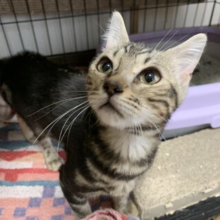 決定☆『あめ』活発な元気な子