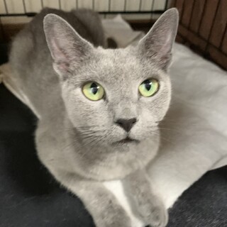 決定☆『ロアルー』１匹飼いして頂ける方。人大好き