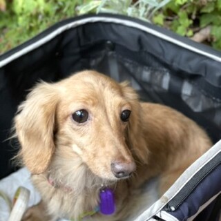 カニヘンダックスフンドのレティちゃん