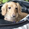 カニヘンダックスフンドのレティちゃん サムネイル2