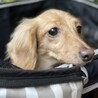 カニヘンダックスフンドのレティちゃん サムネイル3