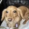 カニヘンダックスフンドのレティちゃん サムネイル4