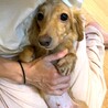 カニヘンダックスフンドのレティちゃん サムネイル5