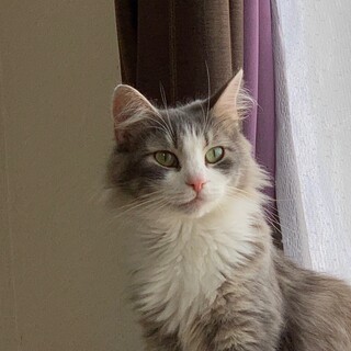 決定☆『ネサ』クールな女の子