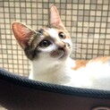 可愛い甘えたの三毛 ふたばちゃんです♡