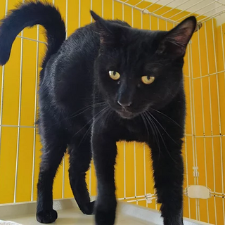 黒猫｢きよ｣ SKU： 19s690