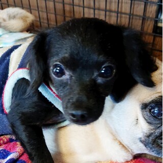 ありがとうございました。