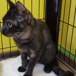 黒猫「きま」20c47