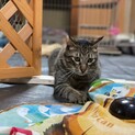 むっちりボディが魅力的なラキくん☆