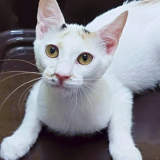 三毛猫｢おたい｣ SKU： 20s18