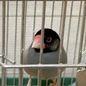 頬黒文鳥(♂)の里親様募集中です。