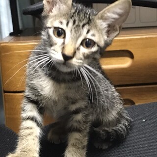 可愛いキジの男の子