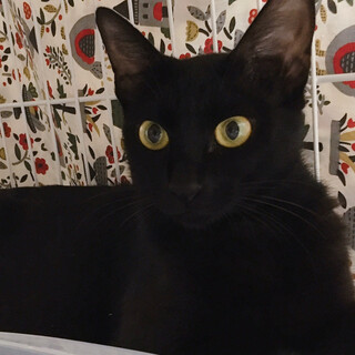 【8/29八千代譲渡会】甘えん坊な黒猫の女の子