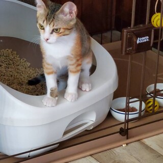 雉と茶トラをミックスしたような三毛猫ちゃん