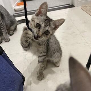 おてんば女の子