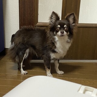 ビビリなデカチワワのひまわりちゃん