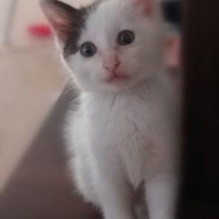 ひとなつこくて、元気な男の子