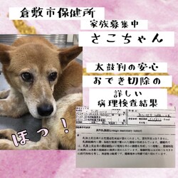 倉敷の犬舎から医療行為を受けながら→全頭譲渡決定！