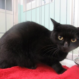 保健所収容：仮名・ビビ♀