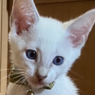 シャム系美仔猫☆きなこ君❣️