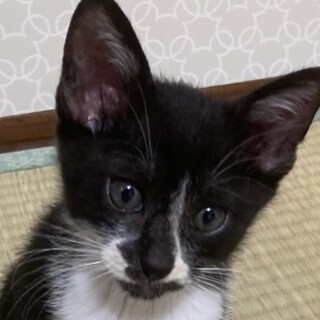 とっても甘えたなゴロニャン仔猫☆チビクロ君❣️