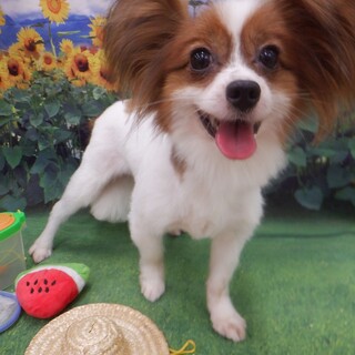 シャイボーイの莉緒君