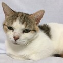 ブサカワの短足ちゃんです。