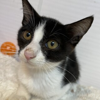 【小平市】綺麗なハチワレの明菜ちゃん