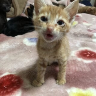 やんちゃな茶トラの男の子