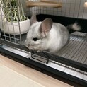 チンチラの里親さんを募集