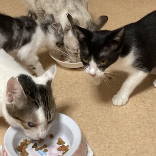 新入りニャンズ^_^