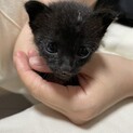元気いっぱいの子猫の里親募集しています！