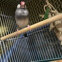 桜文鳥　手乗り　9ヶ月　おそらくオス