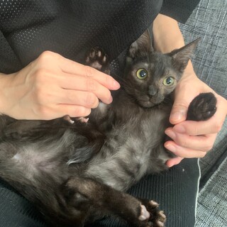 里親募集→可愛い黒色子猫ちゃん