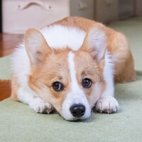 あずき