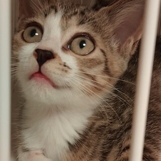 キジ白女子♫あさりちゃん