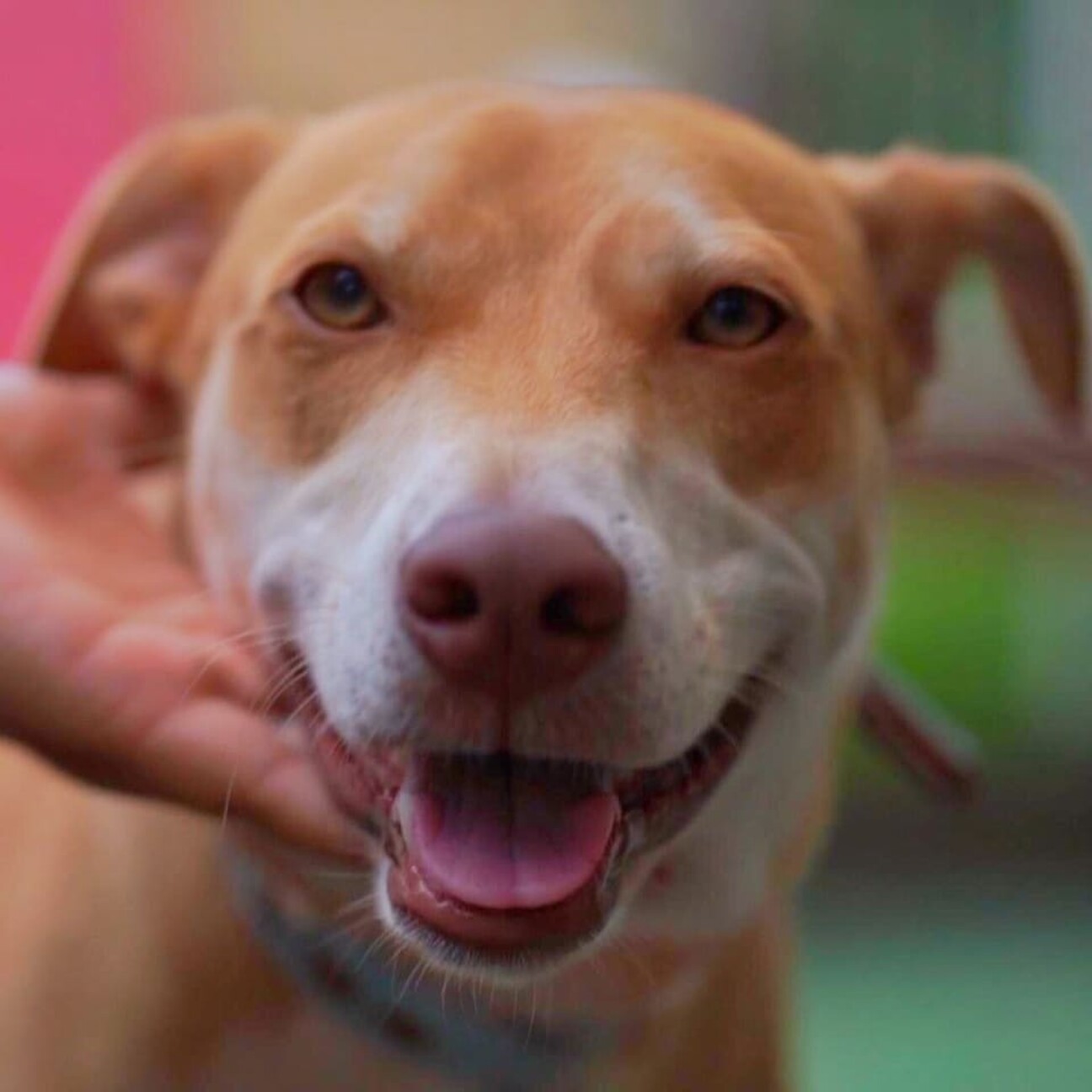 ちょっとシャイな男の子 茨城県 犬の里親募集 3552 ペットのおうち 月間利用者150万人