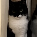 コロンコロンの美猫さん♪