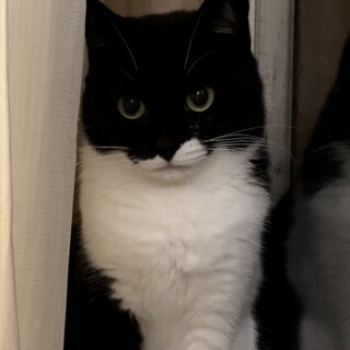 コロンコロンの美猫さん♪