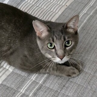 ネコ付き合いが上手な【ムサシ】